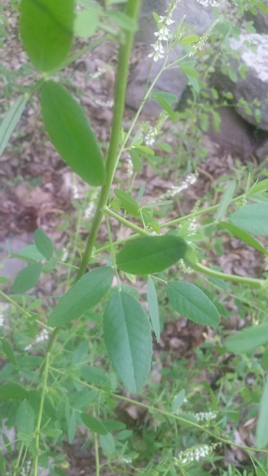 Trigonella alba (=Melilotus albus) (Fabaceae)